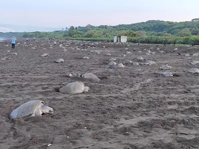 a large group of seals laying on a beach at Quiet, Affordable Casita Close to Surf & Nature - 15 minutes drive to Samara beach in Nandayure