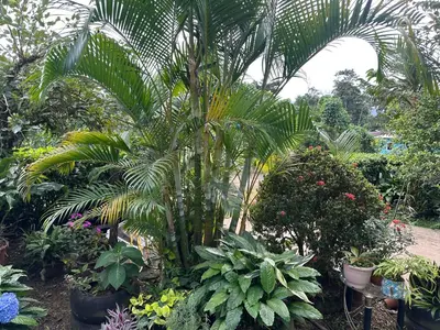 a garden with palm trees and other plants at Jungle Overnight