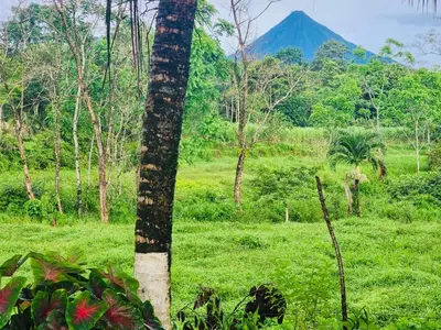 a palm tree in a field with a mountain in the background at Casa de Campo Arenal in San Francisco