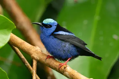 a blue bird perched on a tree branch at Cabaña tranquila con vistas a la montaña y naturaleza en Monterrey in Monterrey