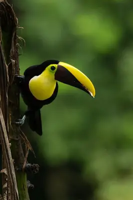 a yellow and black bird perched on a tree at Cabaña tranquila con vistas a la montaña y naturaleza en Monterrey in Monterrey