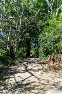 a dirt road with trees on either side at Hostel Cocos B&B in Alajuela City