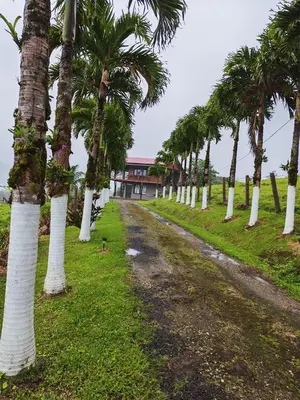 a row of palm trees on a dirt road at Cabaña vista al miravalles in Bijagua