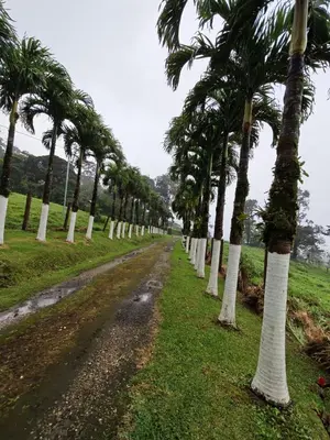 a row of palm trees on a dirt road at Cabaña vista al miravalles in Bijagua