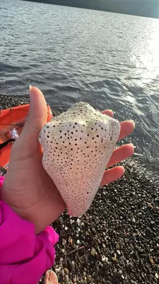 a person holding a oyster on the beach at Casa Carao Peninsula de Nicoya - front beach