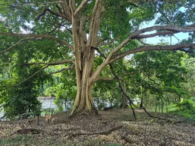 a large tree in the grass next to a body of water at Cabaña Las Vegas de Acosta in San Ignacio