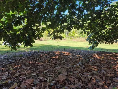 a pile of leaves on the ground under a tree at Cabaña Las Vegas de Acosta in San Ignacio