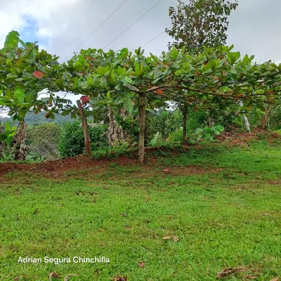 a row of trees in a field with grass at Casa de montaña in Quepos