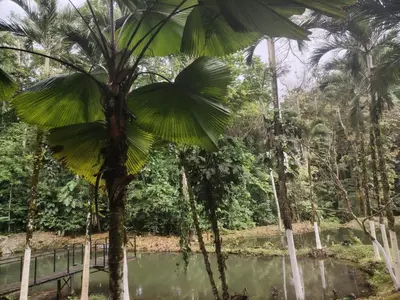 a palm tree in front of a body of water at Vértice Blue Mountain Lodge in San Lorenzo