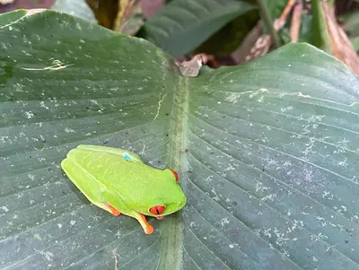 a frog sitting on top of a green leaf at Fun in the sun, ground floor, 2 Bedroom, with pool, close to ocean in Coco