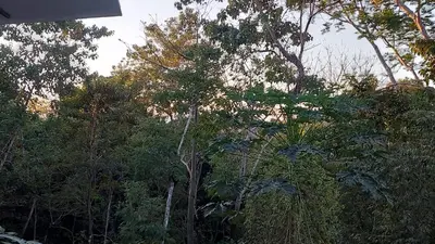 a group of trees and plants in a forest at Pura Vida Jungle Retreat 1 Bed Up in Montezuma