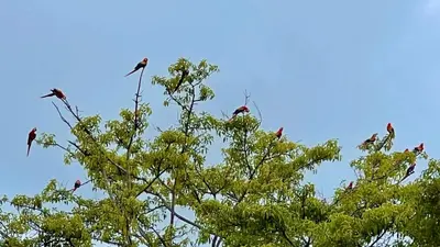 a flock of birds sitting on top of a tree at Casa Paraíso Boho Uvita Your Piece of Paradise in Uvita