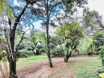 a group of trees in a field with grass at Mayra Campground in Savegre