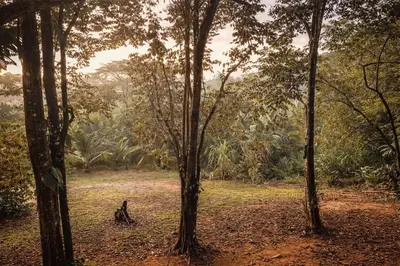 a group of trees in the middle of a field at Mayra Campground in Savegre