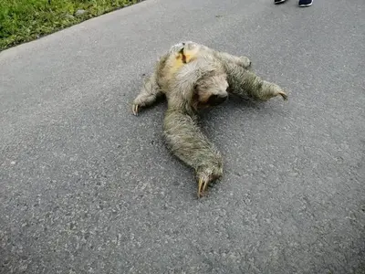 a teddy bear laying on the ground on the road at Vértice Blue Mountain Lodge la cueva de la montaña in San Lorenzo