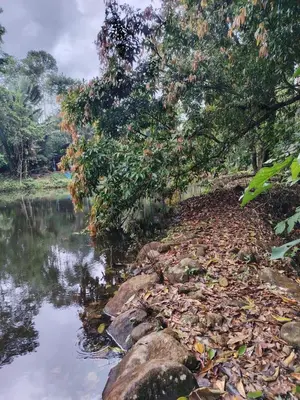 a river with leaves on the side of it at Vértice Blue Mountain Lodge la cueva de la montaña in San Lorenzo