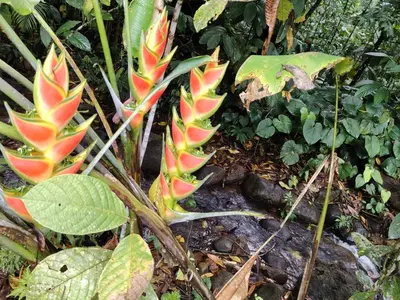 a plant with red and green leaves on the ground at Vértice Blue Mountain Lodge la cueva de la montaña in San Lorenzo