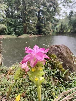 a pink flower in front of a body of water at Vértice Blue Mountain Lodge la cueva de la montaña in San Lorenzo