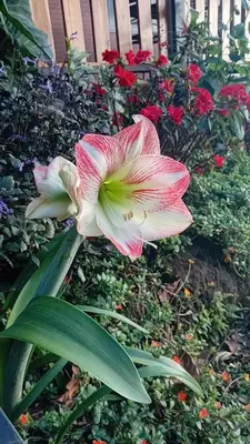 a pink and white flower in a garden with roses at Cabaña Los Lirios in Monteverde Costa Rica