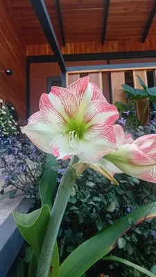 a pink and white flower in front of a building at Cabaña Los Lirios 2 in Monteverde Costa Rica