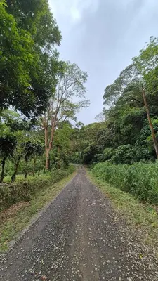 a dirt road with trees on either side of it at Green Horizon in Upala