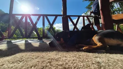 a dog laying on the ground with a water hose at Green Horizon in Upala