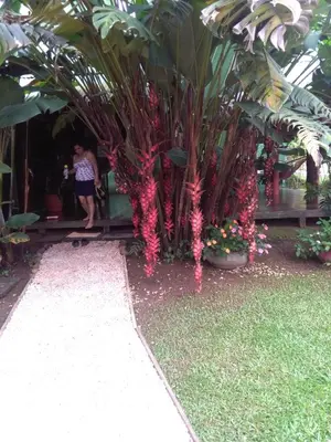 a woman standing next to a bunch of plants at Rincon Verde in Bijagua
