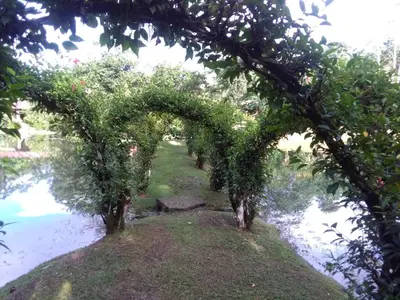 an arch of trees in a garden next to a body of water at Rincon Verde in Bijagua