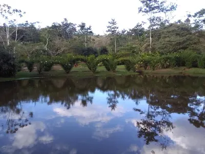 a reflection of the trees in a pond at Rincon Verde in Bijagua
