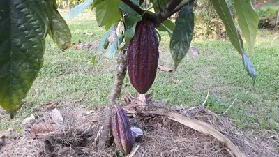 a bunch of root vegetables hanging from a tree at Rincon Verde in Bijagua