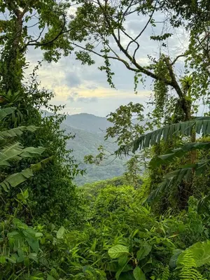 a view of a lush green hillside with trees at Refugio Las Cortezas in Fortuna