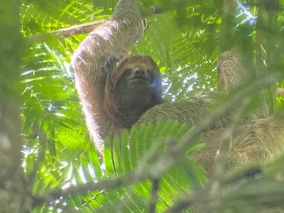 a brown sloth hanging from a tree branch at Sassy Sloth Villa in Fortuna