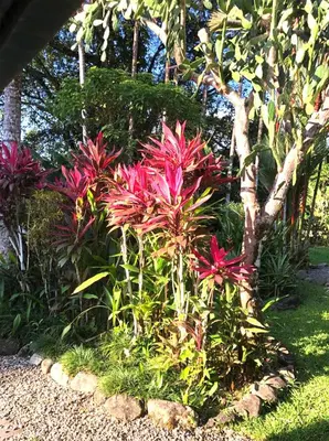 a group of pink flowers in a garden at Ojochal, Costa Rica artist owned property in Ciudad Cortés