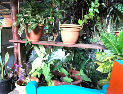 a shelf with potted plants on it at Ojochal, Costa Rica artist owned property in Ciudad Cortés