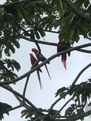 two birds are sitting on a tree branch at Green Lodge 2 in Toro Amarillo