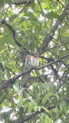 a bird sitting on a branch of a tree at Green Lodge 2 in Toro Amarillo