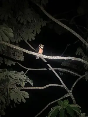 a bird sitting on a tree branch at night at Green Lodge 2 in Toro Amarillo