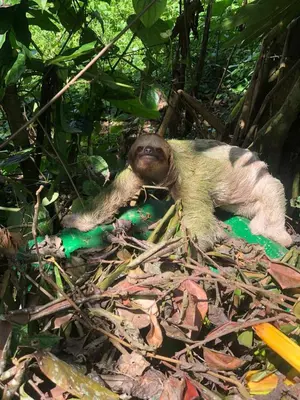 a small monkey laying on the ground at Green Lodge 2 in Toro Amarillo