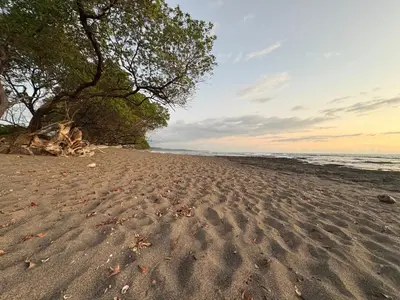 a beach with footprints in the sand and a tree at Pura Noche Guanacaste in Marbella