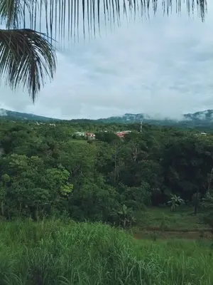 a view of a jungle with a palm tree at Vistas del Sol-Apartamento Entero in Pedregoso