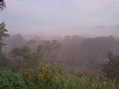 a foggy field with trees in the background at Vistas del Sol-Apartamento Entero in Pedregoso
