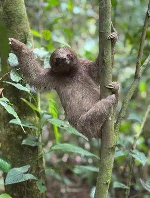 a sloth climbing up a tree in the jungle at Club Fred Aparthotel in Punta Mala