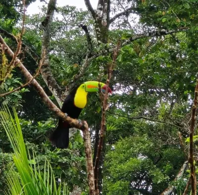 a toucan perched on a tree branch at Club Fred Aparthotel in Punta Mala