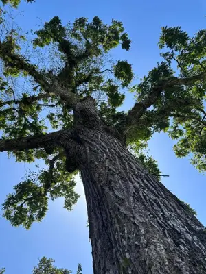 a tall pine tree looking up into the sky at Casa Los Cedros in Río Cuarto