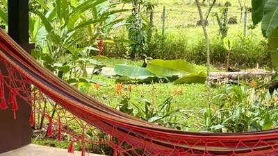 a hammock in front of a garden with plants at Rio Celeste Birds Garden Apartment with Air Conditioning Comfort and Privacy in a Natural Environment 4 in Upala
