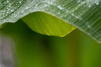 a green leaf with water droplets on it at Rio Celeste Birds Garden Apartment with Air Conditioning Comfort and Privacy in a Natural Environment 4 in Upala