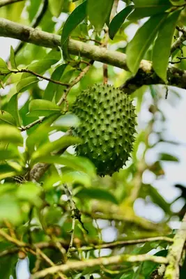 a green durian hanging from a tree with leaves at Rio Celeste Birds Garden Apartment with Air Conditioning Comfort and Privacy in a Natural Environment 4 in Upala