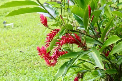 a plant with red flowers and green leaves at Rio Celeste Birds Garden Apartment with Air Conditioning Comfort and Privacy in a Natural Environment 4 in Upala