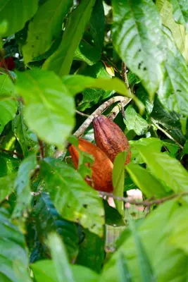 a red flower on a tree with green leaves at Rio Celeste Birds Garden Apartment with Air Conditioning Comfort and Privacy in a Natural Environment 4 in Upala