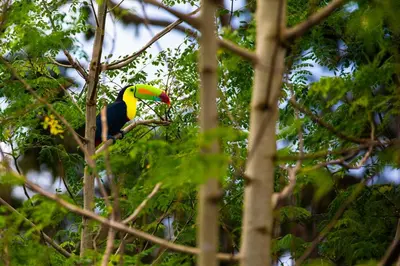 a toucan sitting on a branch of a tree at Rio Celeste Birds Garden Apartment with Air Conditioning Comfort and Privacy in a Natural Environment 4 in Upala